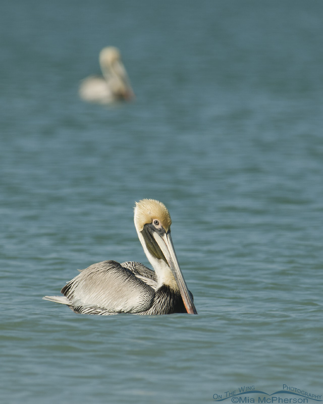 Brown Pelican floating on the Gulf, Fort De Soto County Park, Pinellas County, Florida