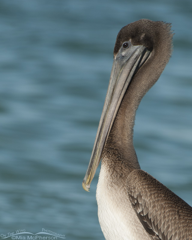 Portrait of a juvenile Brown Pelican