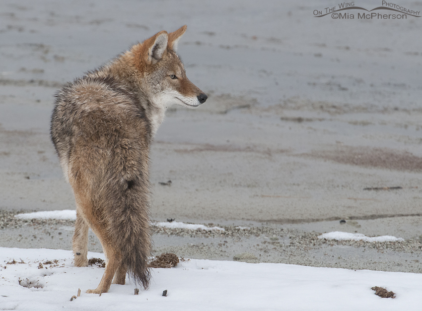 Coyote and snow along the causeway