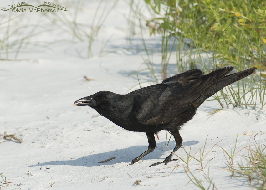 Fish Crow on the beach