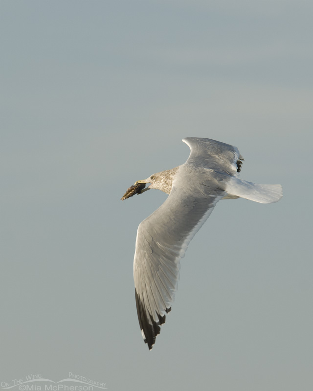 Herring Gull in flight with Pen Shell
