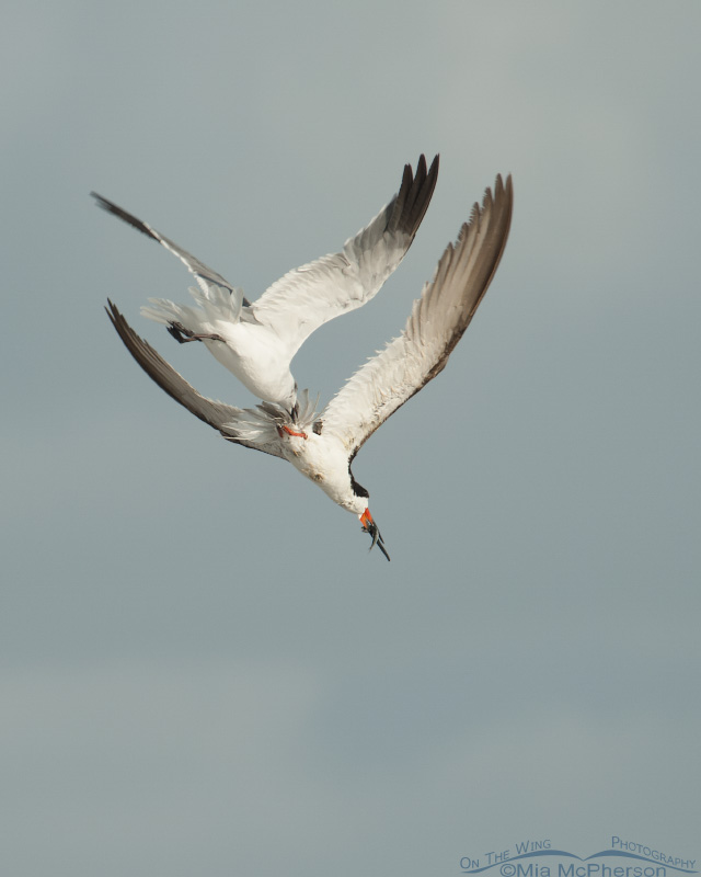 Black Skimmer being chased by a Laughing Gull, north beach of Fort De Soto, Florida
