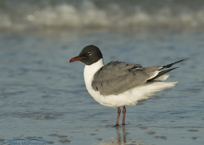 Fluffed up Laughing Gull
