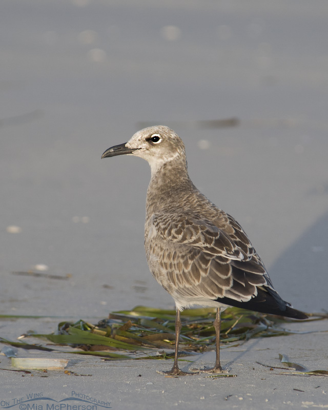 Juvenile Laughing Gull just after dawn, Fort De Soto County Park, Pinellas County, Florida