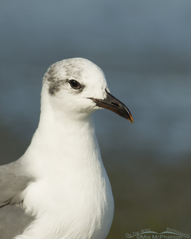 Laughing Gull close up, Fort De Soto County Park, Pinellas County, Florida
