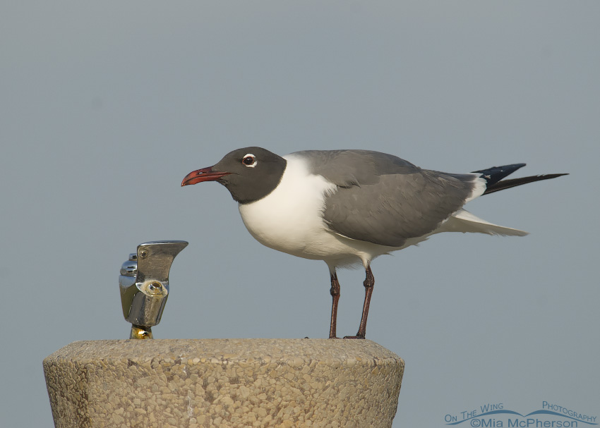 Laughing Gull at fountain