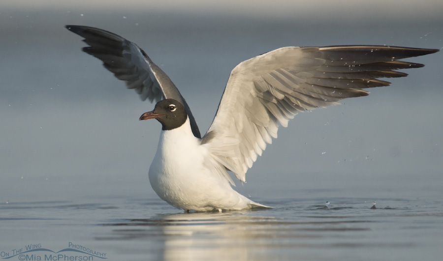 Bathing Laughing Gull with wings up