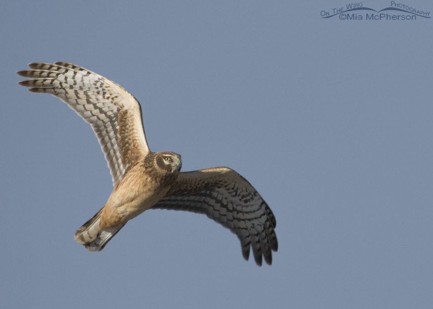Northern Harrier fly over