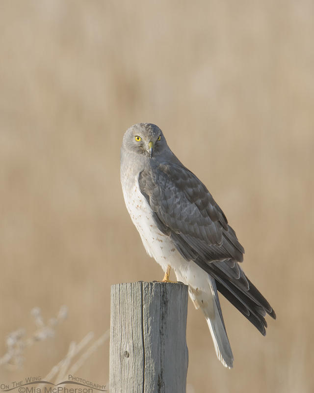 Perched male Northern Harrier