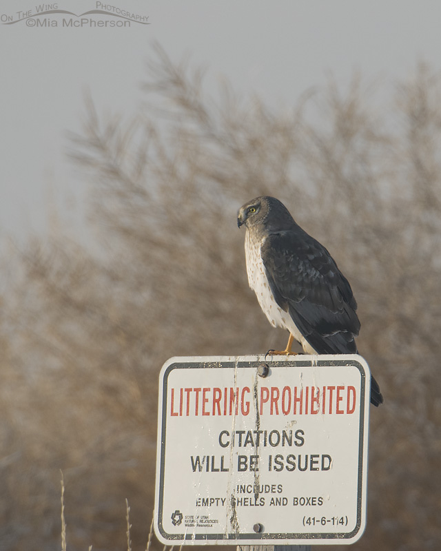 Male Northern Harrier perched on a No Littering sign in a fog