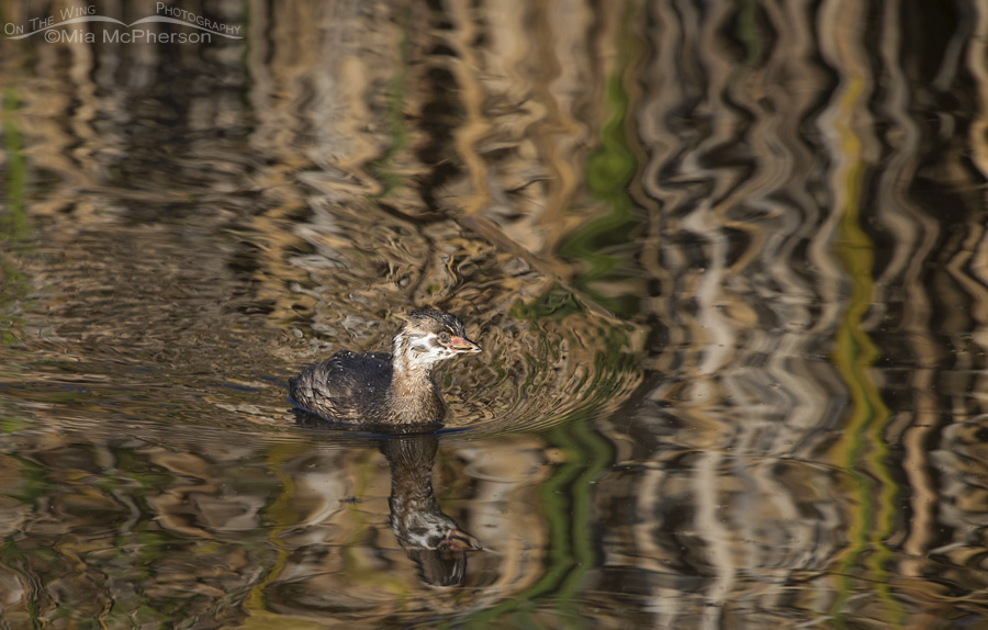 Juvenile Pied-billed Grebe with reflections of Autumn