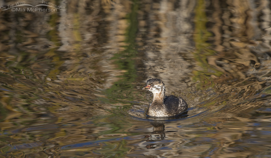 Autumn colors and a juvenile Pied-billed Grebe