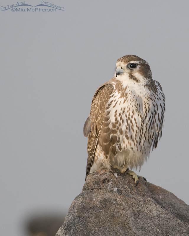 First year Prairie Falcon next to the Great Salt Lake, Antelope Island State Park, Davis County, Utah