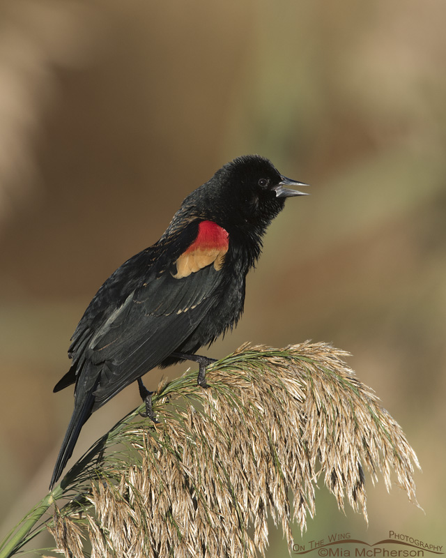 A Red-winged Blackbird calling from the top of a phragmites