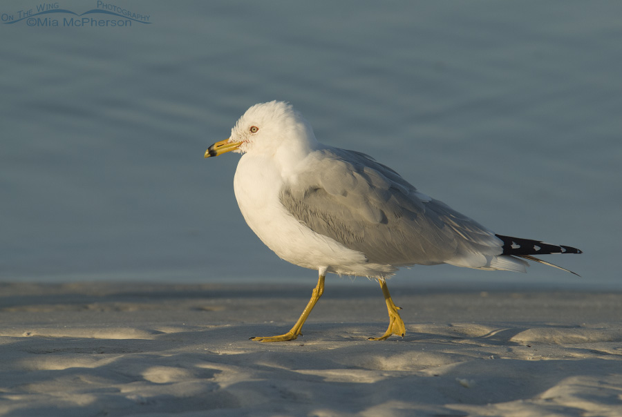 Ring-billed Gull taking an early morning stroll