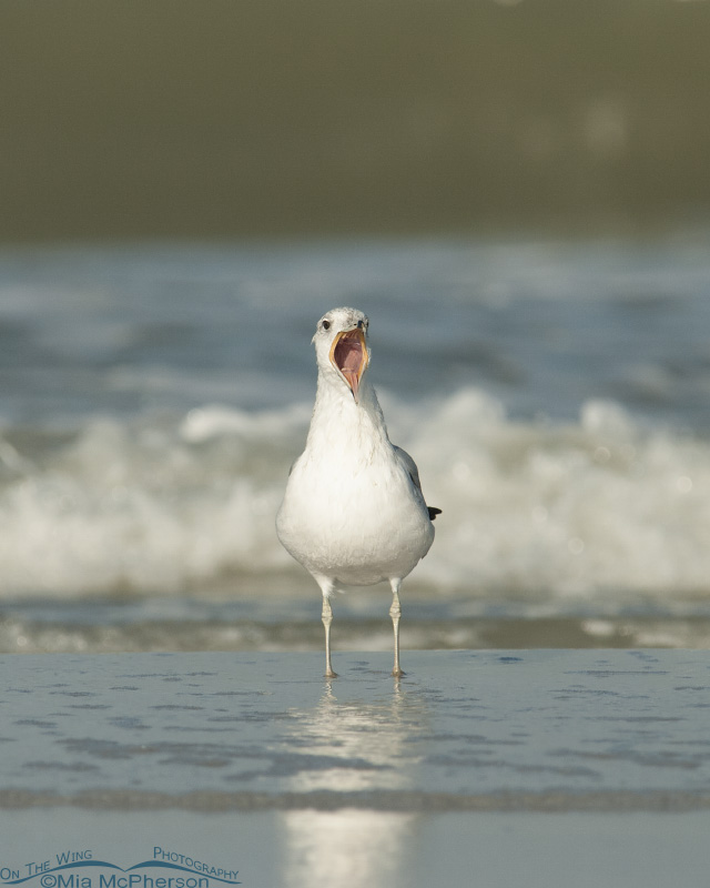 A Ring-billed Gull with some thing to say... listen to me!