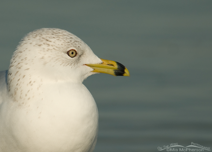 Ring-billed Gull Close Up