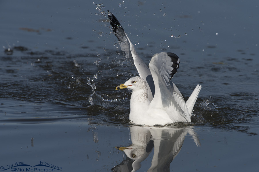 Ring-billed Gull after diving at a Clark's Grebe with prey