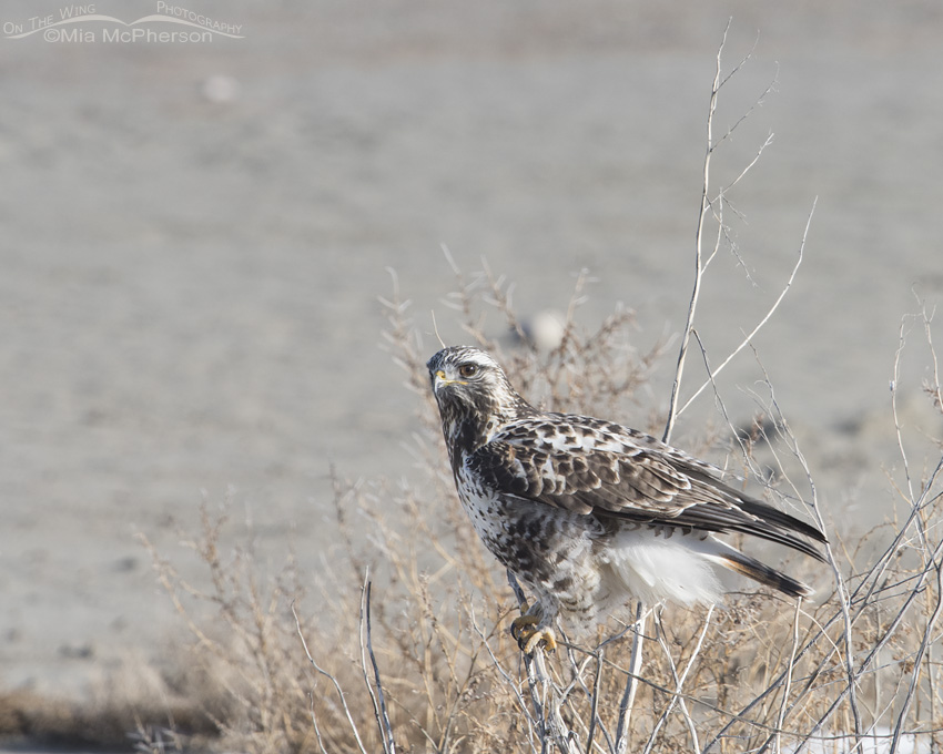 Male Rough-legged Hawk perched along the causeway