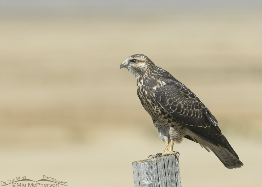 Swainson's Hawk juvenile on old fence post