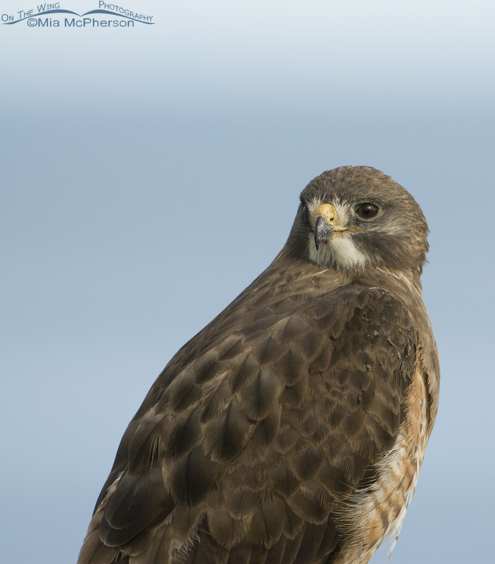 Adult Swainson's Hawk portrait with the Great Salt Lake in the background