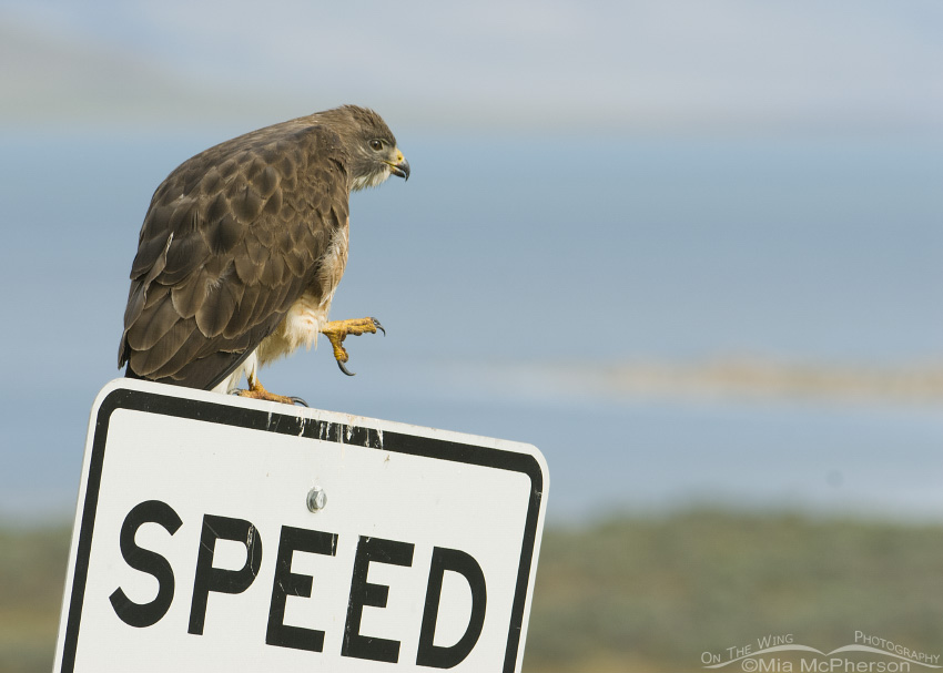 Adult Swainson's on a speed limit sign