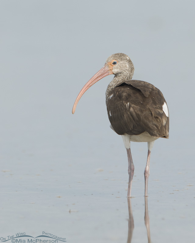 A juvenile White Ibis from behind