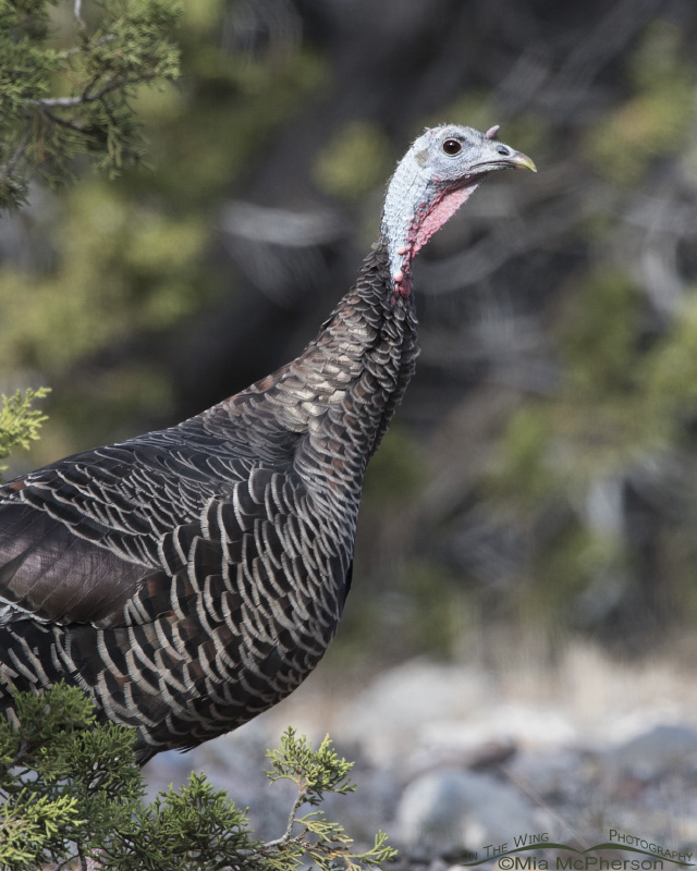 Wild Turkey portrait, West Desert, Tooele County, Utah