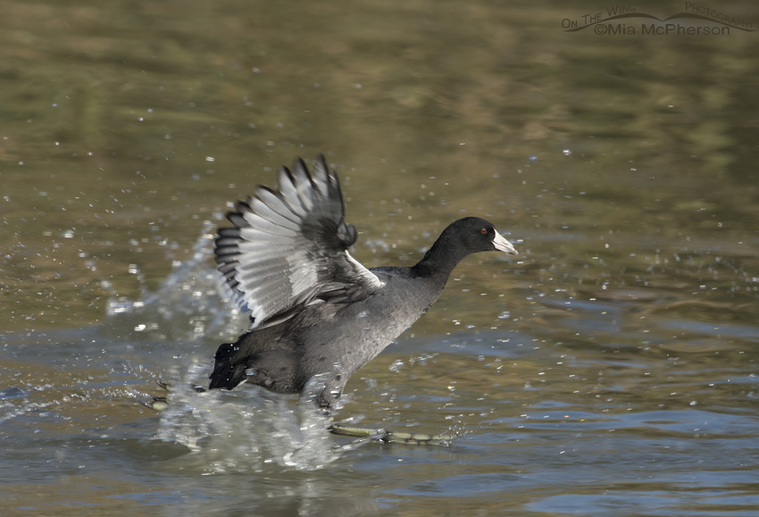 An American Coot running on water