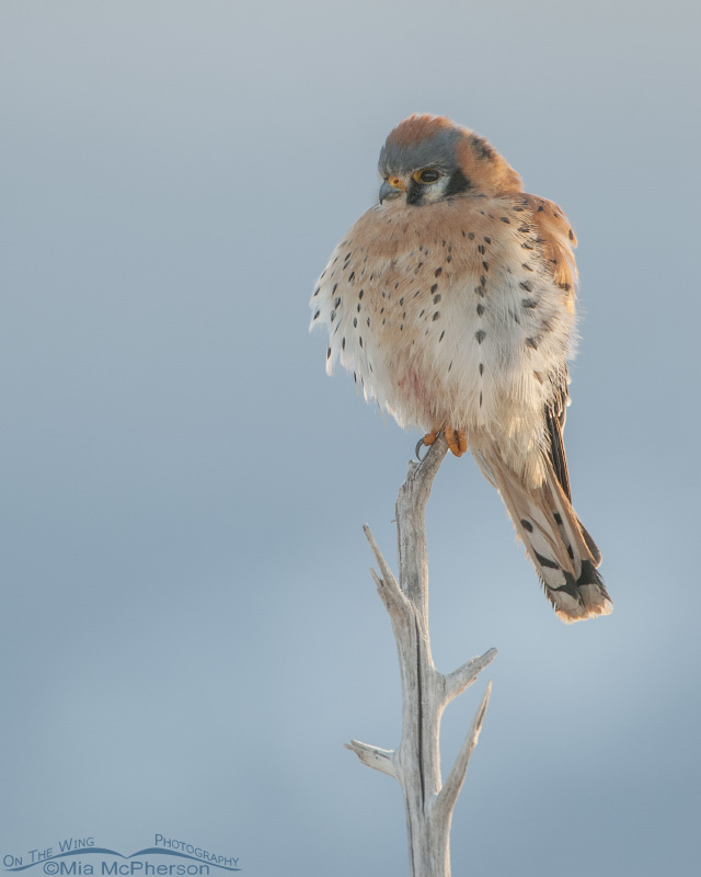 Male American Kestrel fluffed up on a cold Utah morning