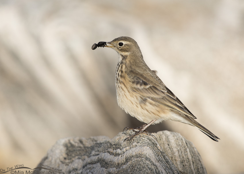 An American Pipit with a spider