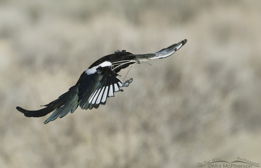 Black-billed Magpie landing with nesting material