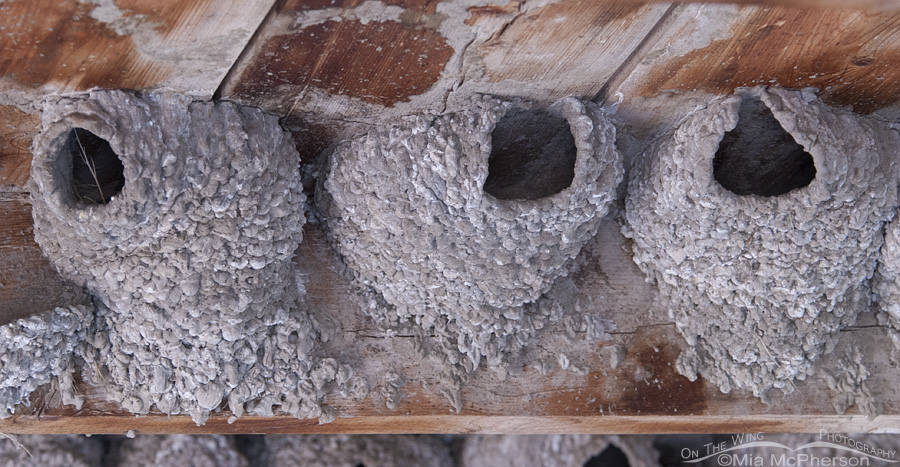Cliff Swallow nests in northern Montana