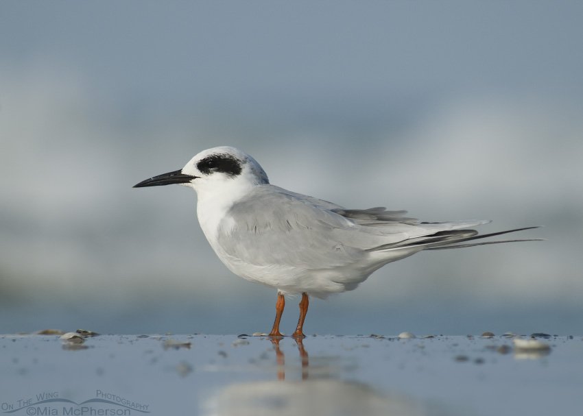 Forster's Tern on wet sand