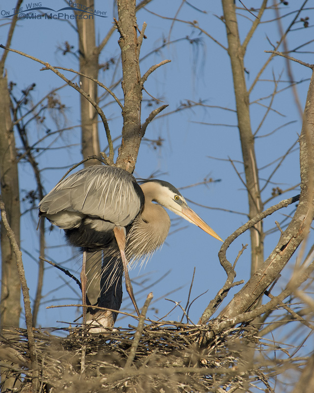 Great Blue Heron in a nest at sunset, Fort De Soto County Park, Pinellas County, Florida