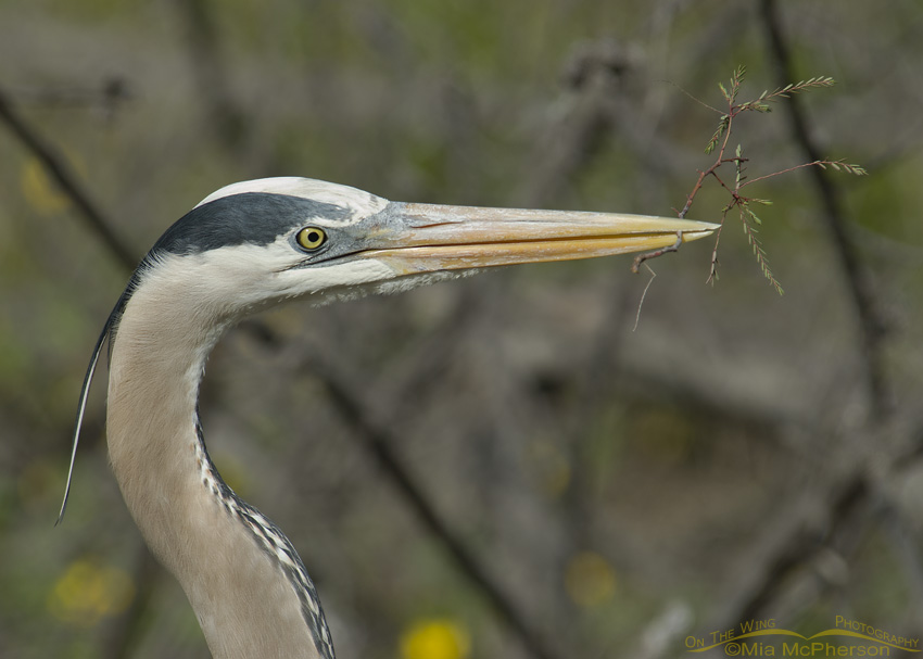 Portrait of a Great Blue Heron with nesting material, Fort De Soto County Park, Pinellas County, Florida