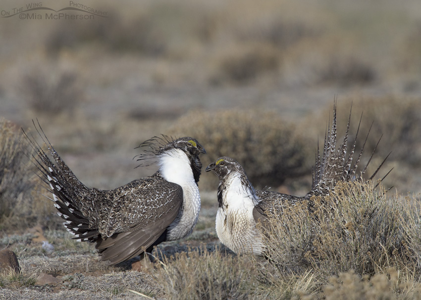 Sparring male Greater Sage-Grouse