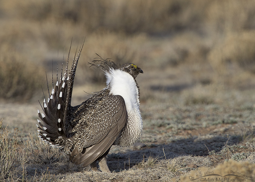 Male Greater Sage-Grouse on a lek in Utah