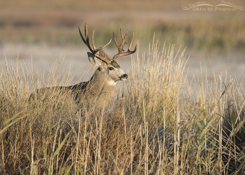 Mule Deer buck in morning light
