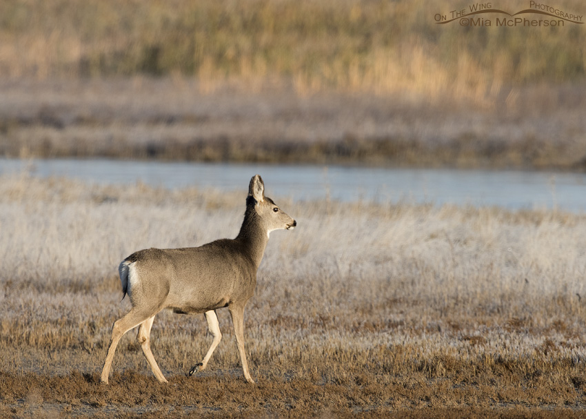 Mule Deer doe being followed by a buck