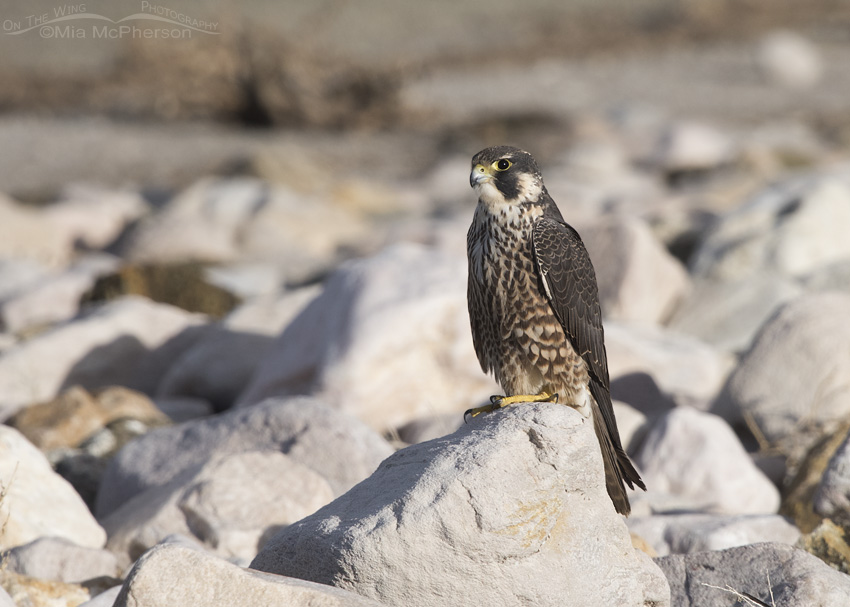 Hatch year Peregrine Falcon on the rocks
