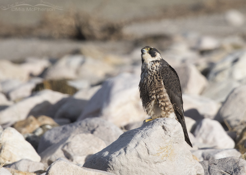Juvenile Peregrine Falcon watching Avocets in flight