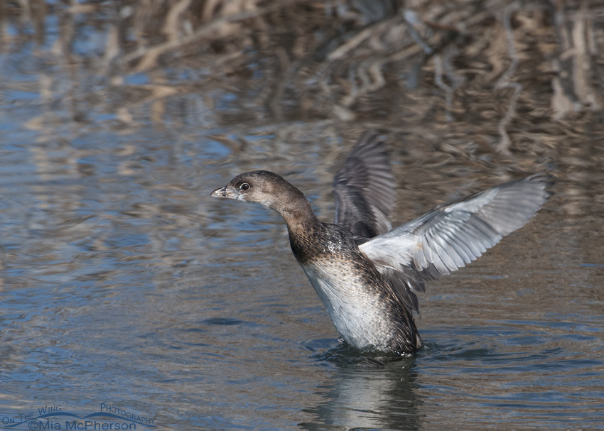 Pied-billed Grebe flapping its wings on a cold January morning