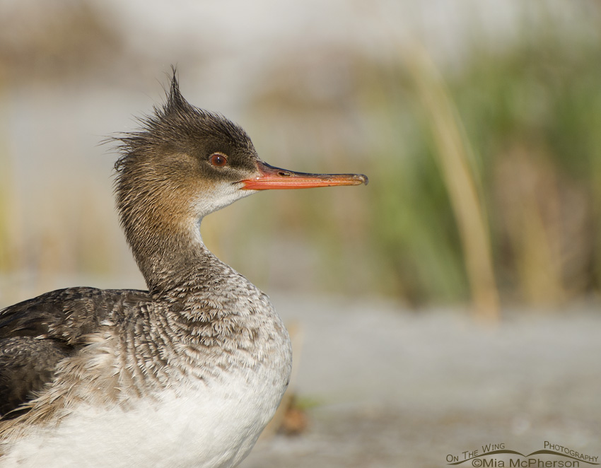 Red-breasted Merganser close up