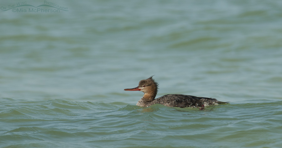 Red-breasted Merganser high on a wave
