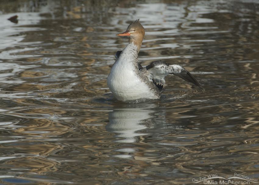Red-breasted Merganser and snowy reflections