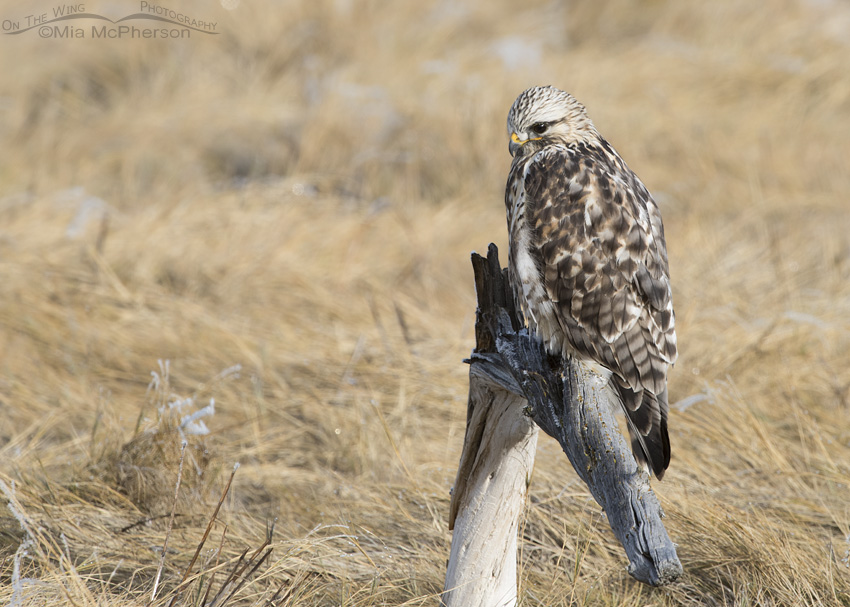 Male Rough-legged Hawk looking down at the marsh