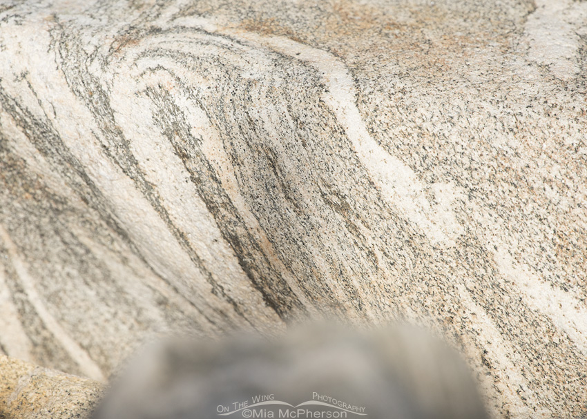 Proterozoic Farmington Canyon gneiss boulder in the background