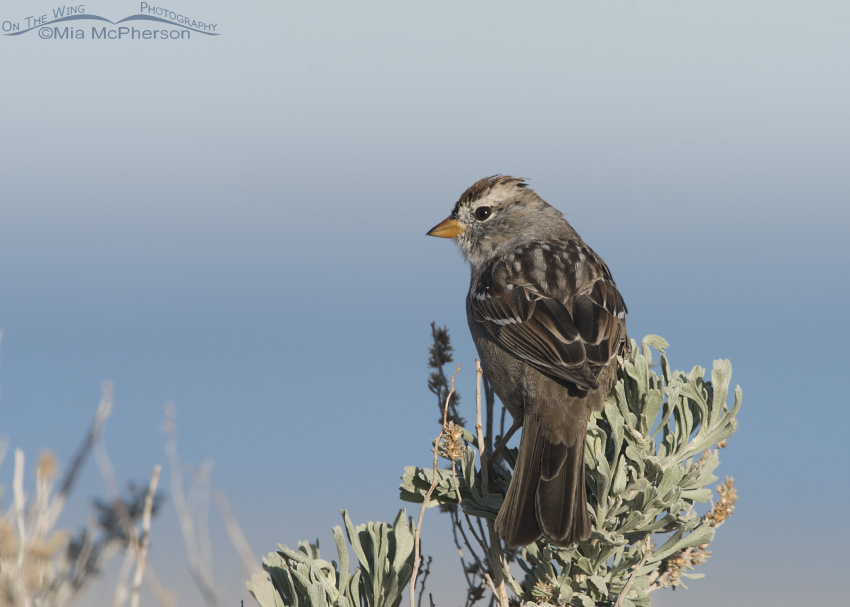 Immature White-crowned Sparrow molting to adult plumage
