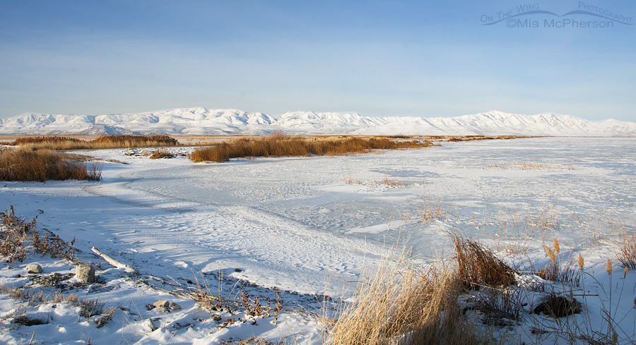 Bear River Migratory Bird Refuge covered in snow and ice